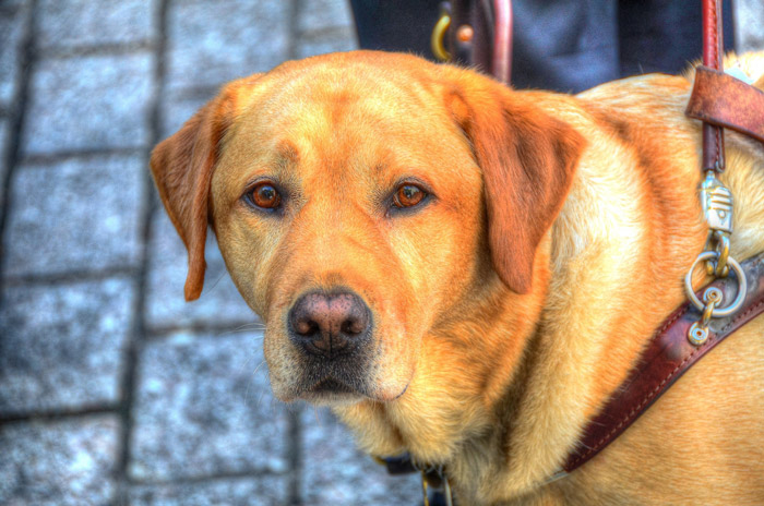 Собаки-проводники часто носят на шее колокольчик, чтобы владелец точно знал, где находится собака.